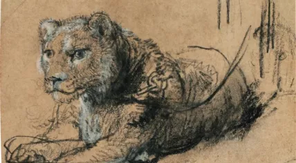 Young Lion Resting by Rembrandt van Rijn