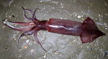 European flying squid