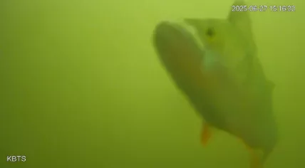A fish "ringing" Utrecht's fish doorbell on 27 June 2025
