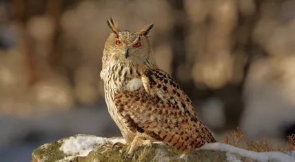 A Eurasian Eagle Owl (Bubo bubo) in its natural habitat.