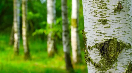 Birch trees