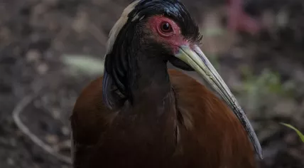 Madagaskar crested ibis