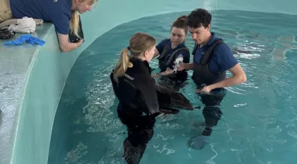 Volunteers at SOS Dolfijn with one of the harbor porpoises rescued from shallow waters near Vlieland. 6 March, 2026