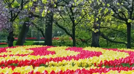 One of the tulip gardens at the Keukenhof in Lisse. March 2026