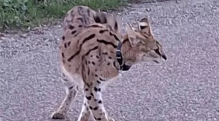 A serval wearing a collar is on the loose in Haaften, Gelderland. The police posted this photo of the animal on 22 March 2026