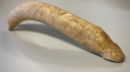 A Roman penis sculpture found in unopened boxes in the Valkhof Museum in Nijmegen