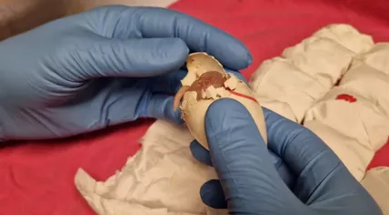 Fertilized parrot egg found at Schiphol airport, March 24, 2026. 