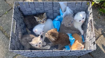 Seven Scottish Fold kittens were found dumped in a basket hidden among bushes near Fransstraat in Voorburg. April 25, 2026