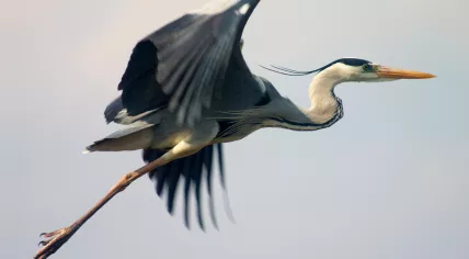 A heron