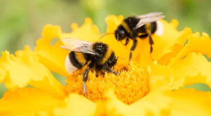 Bumblebee on a yellow flower collecting pollen