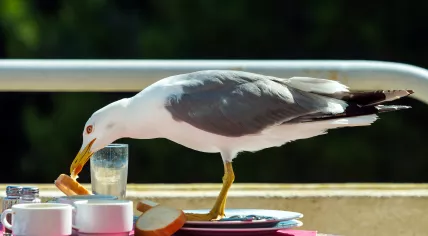 A seagull is stealing food from a table.