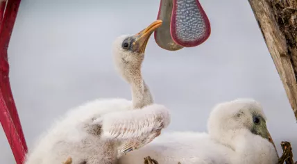 A spoonbill with chicks.