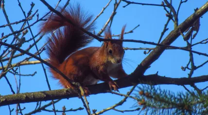 A red squirrel in a tree