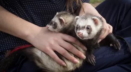 Two ferrets on a woman's lap