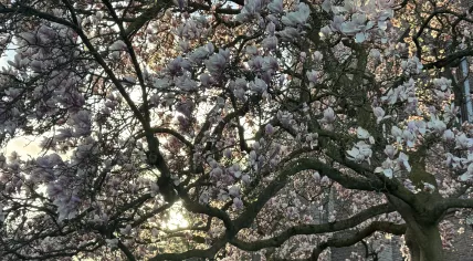 Spring blossom in Zeddam, Gelderland. March 24, 2026.