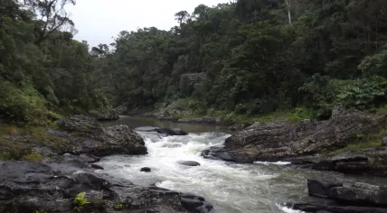  Ranomafana National Park in Madagascar.