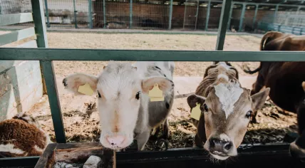 Close up view of little domestic calves standing in a barn