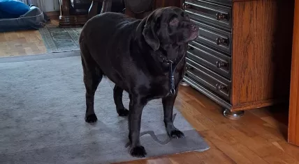 Lizzy, a severely obese Labrador seized from her owner in Haaksbergen