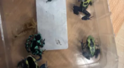 Six poison dart frogs found in the toilets by Schiphol, end of April 2026. 
