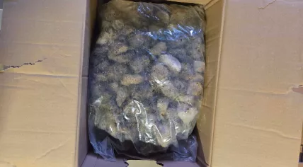 A portion of a ketamine, MDMA, and drug production bust at a Rotterdam warehouse. May 2026
