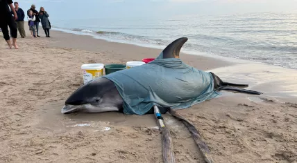 White-beaked dolphin washed ashore alive on Egmond aan Zee beach, 3 May 2026