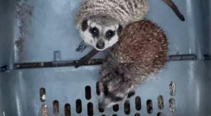 A meerkat and a hedgehog. Nearly 100 exotic animals found in contaminated, overheated enclosures in Limburg. March, 2026