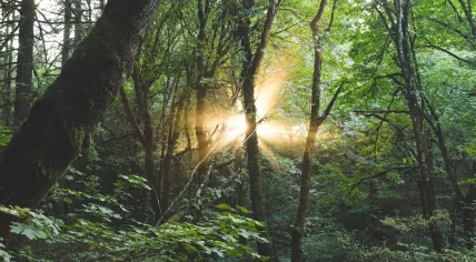 Deep in the woods.