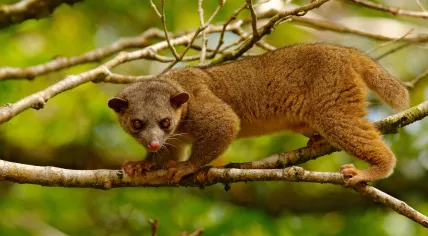 A kinkajou in Costa Rica