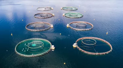 A salmon farm.