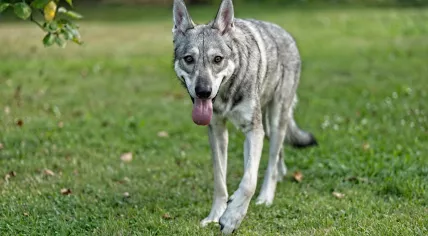 A Saarloos Wolfdog, a large Dutch breed developed in 1935 by crossing a German Shepherd with a Siberian grey wolf.
