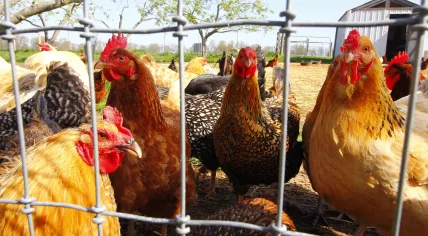 Roosters