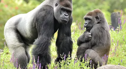 Silverback Shomari together with Uzuri.