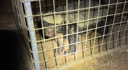Nearly 100 exotic animals found in contaminated, overheated enclosures in Limburg. March, 2026