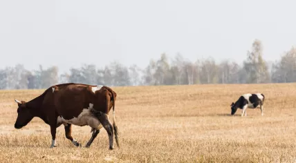 Cows grazing