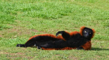 A red ruffed lemur