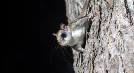 A flying squirrel.