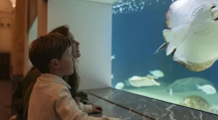 A kid and his mom look at fish at the Artis Zoo Aquarium after its reopening.