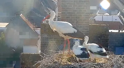 Storks in a nest at the beginning of a day expected to be very warm in the Netherlands. 18 June 2026