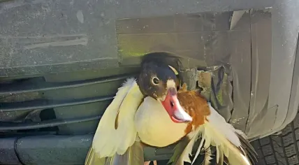 Image of a shellduck that had been stuck to a car's grill for half an hour after a collision, June 29, 2026. 