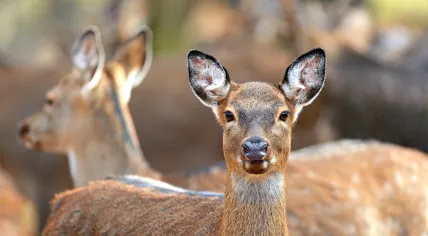 Deer.