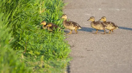 Ducklings cross a road.