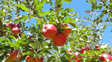 An apple tree.