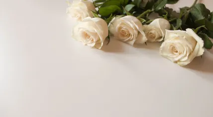 Bunch of white roses on blank surface