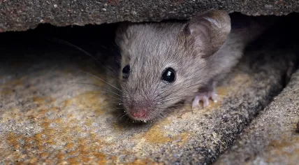 A mouse hides in a building. Undated.