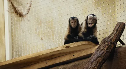 Monkeys in captivity.