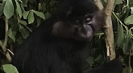 Escaped crested mangabey from Beekse Bergen.
