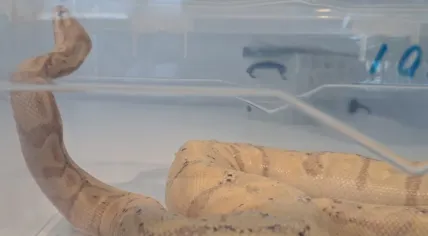 Ball python found hidden in a Canadian woman's bra at Schipol Airport, July 2026