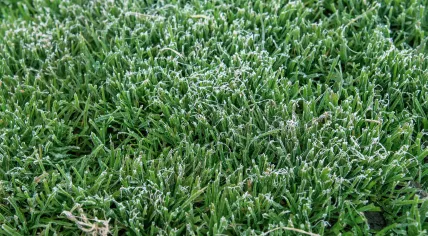 Ground frost on green grass
