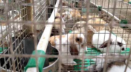 Authorities seize nearly 2,000 rabbits and 127 dogs from Zuid-Holland breeding facility. July 10, 2026.