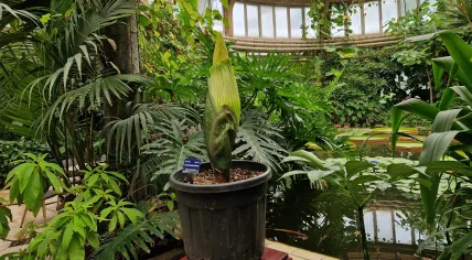 The Titan Arum, known as the Giant Penis Plant and Corpse Flower, in bloom at the Blijdorp zoo in Rotterdam. 8 July 2026